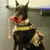 "Magnum Grenade" Dog Treat Toy-USA-K9 XL Chew Tug Black