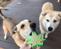 "Colorado Maple" Dog Chew Toy-Leaf Shaped Treat & Chew Toy