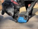 "Ice Cream Cone" Dog Treat Toy by SP-Chew, Fetch, Med Blue