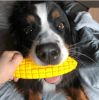 "Corn on the Cob" Dog Toy by SodaPup - Chew, Fetch in Yellow