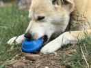 "Flying Saucer" Dog Treat Toy / dispenser-Chew-Fetch-by SP-Lrg