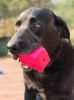 "Surf's Up" Dog Treat Toy-Chew-Fetch-MKB Retro Van-Pink TPE