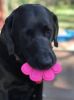 Ultra-durable "Paw Print" Dog Toy by SP - Chew & Fetch in Pink