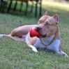 "Coffee Cup" Dog Treat Toy by SP-Chew, Fetch, Medium Pink