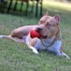 "Coffee Cup" Dog Treat Toy by SP-Chew, Fetch, Large Pink