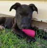 Soda Can Toy by Sodapup - Dog Chew Toy and Treat Dispenser