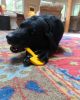 "Shovel" Dog Chew Toy by ID - Ultra Durable Nylon in Yellow