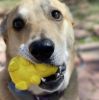 "Honey Bear" Dog Treat Toy in Yellow by SodaPup - Medium